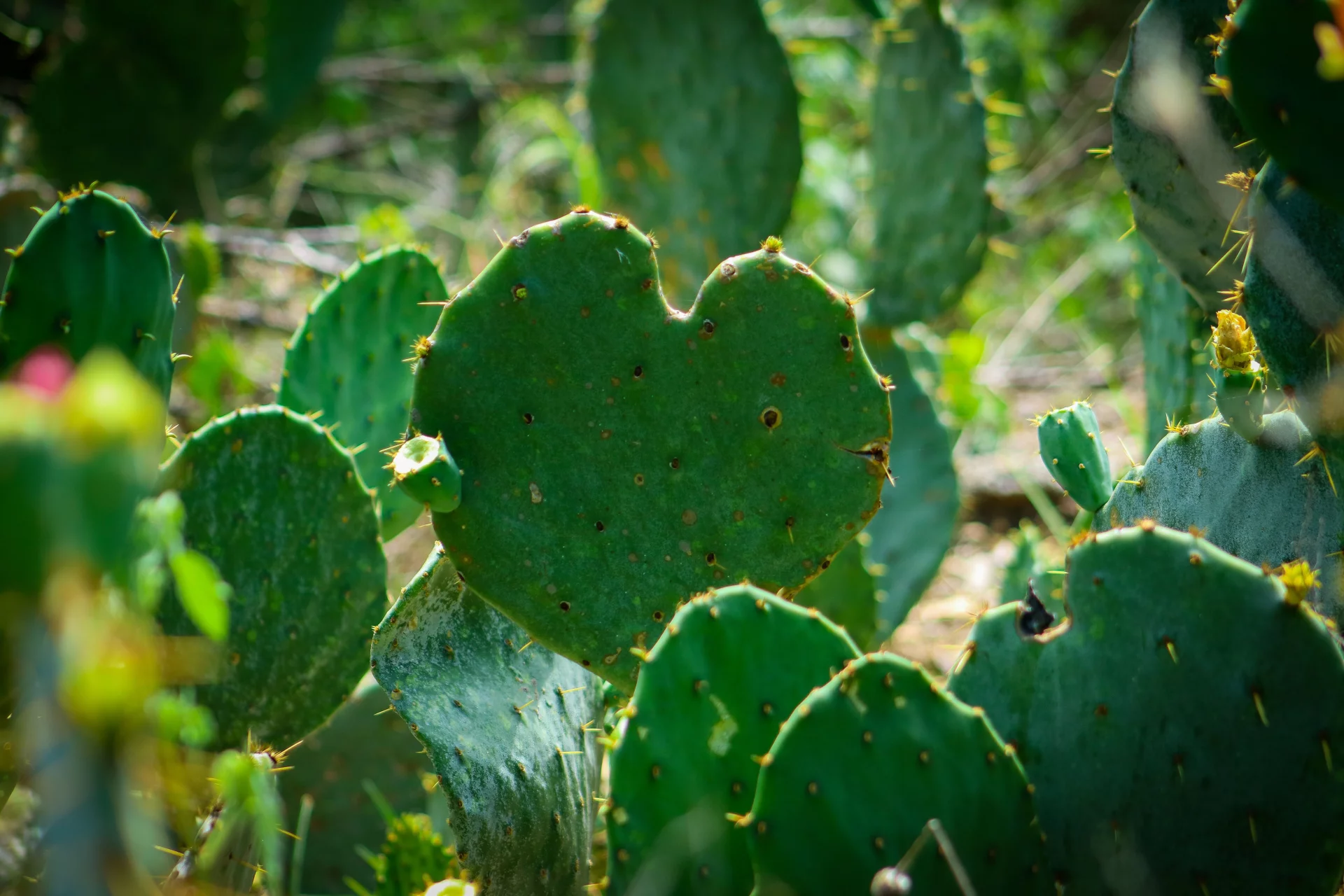 The Power of Opuntia and Olive for Stomach Lining Protection and Digestive Comfort