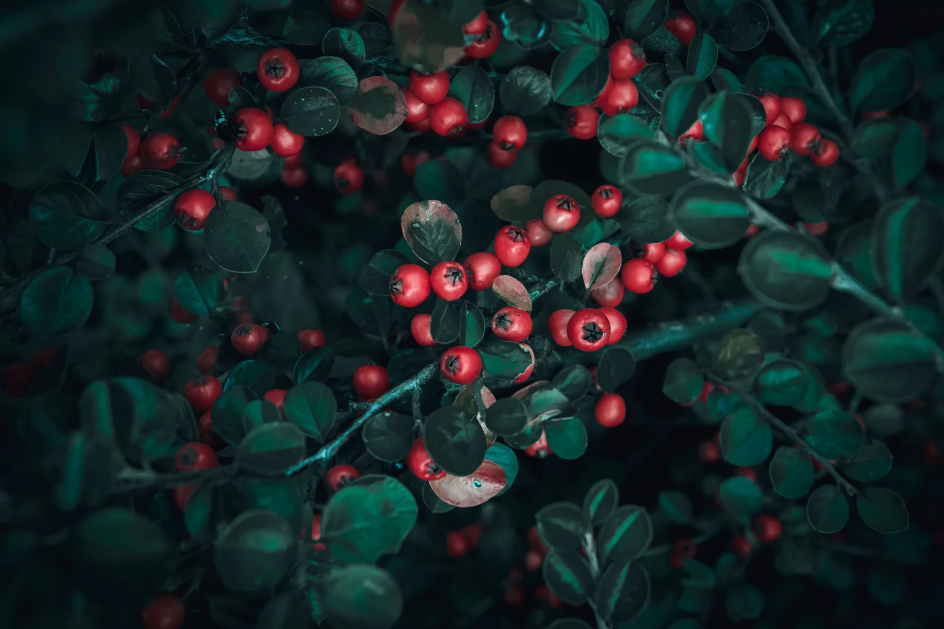 The Power of Cranberry and Phytonutrients for Fluid Balance and Kidney Support