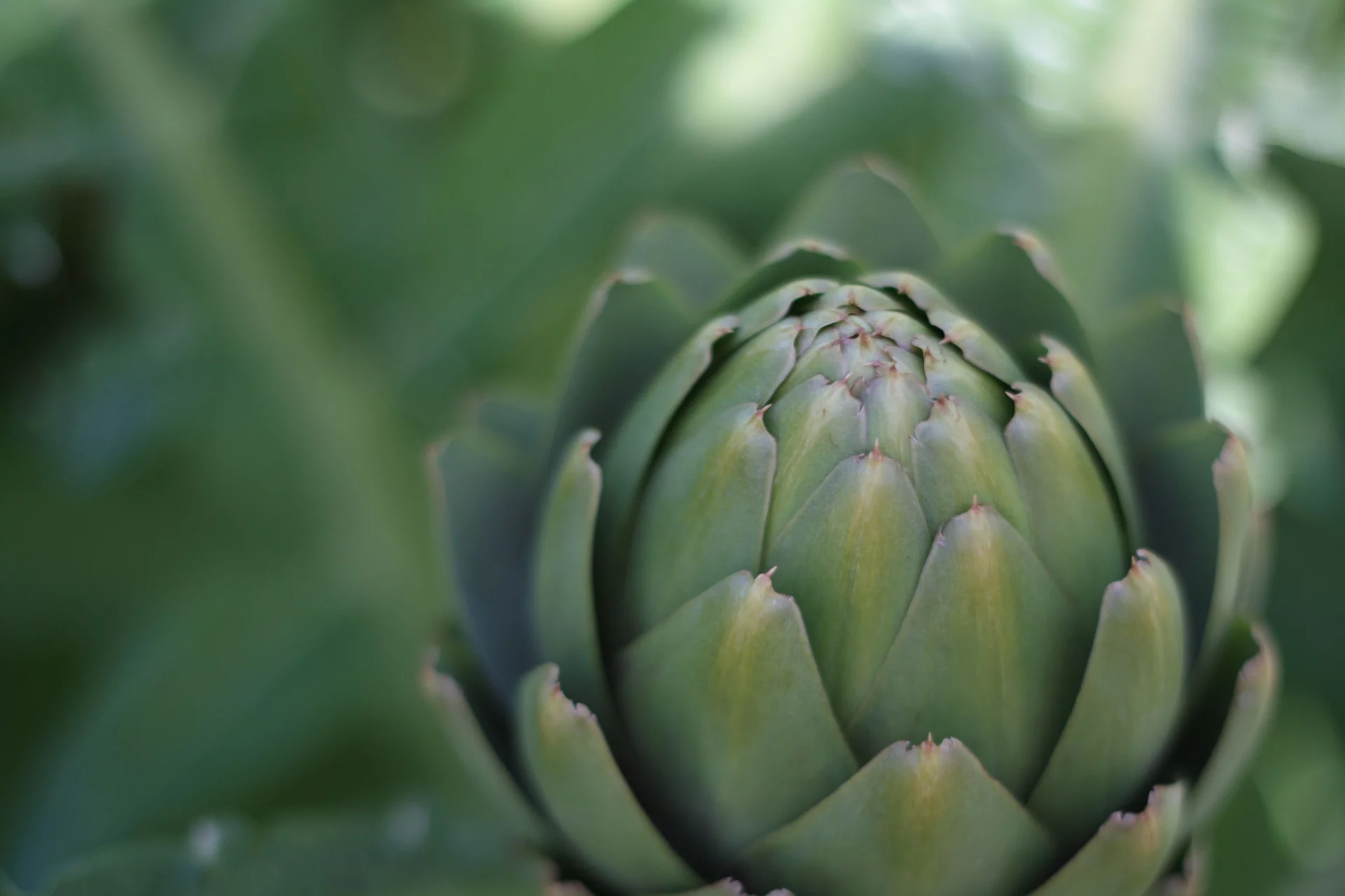 The Power of Artichoke and Milk Thistle for Deep Detox and Liver Protection