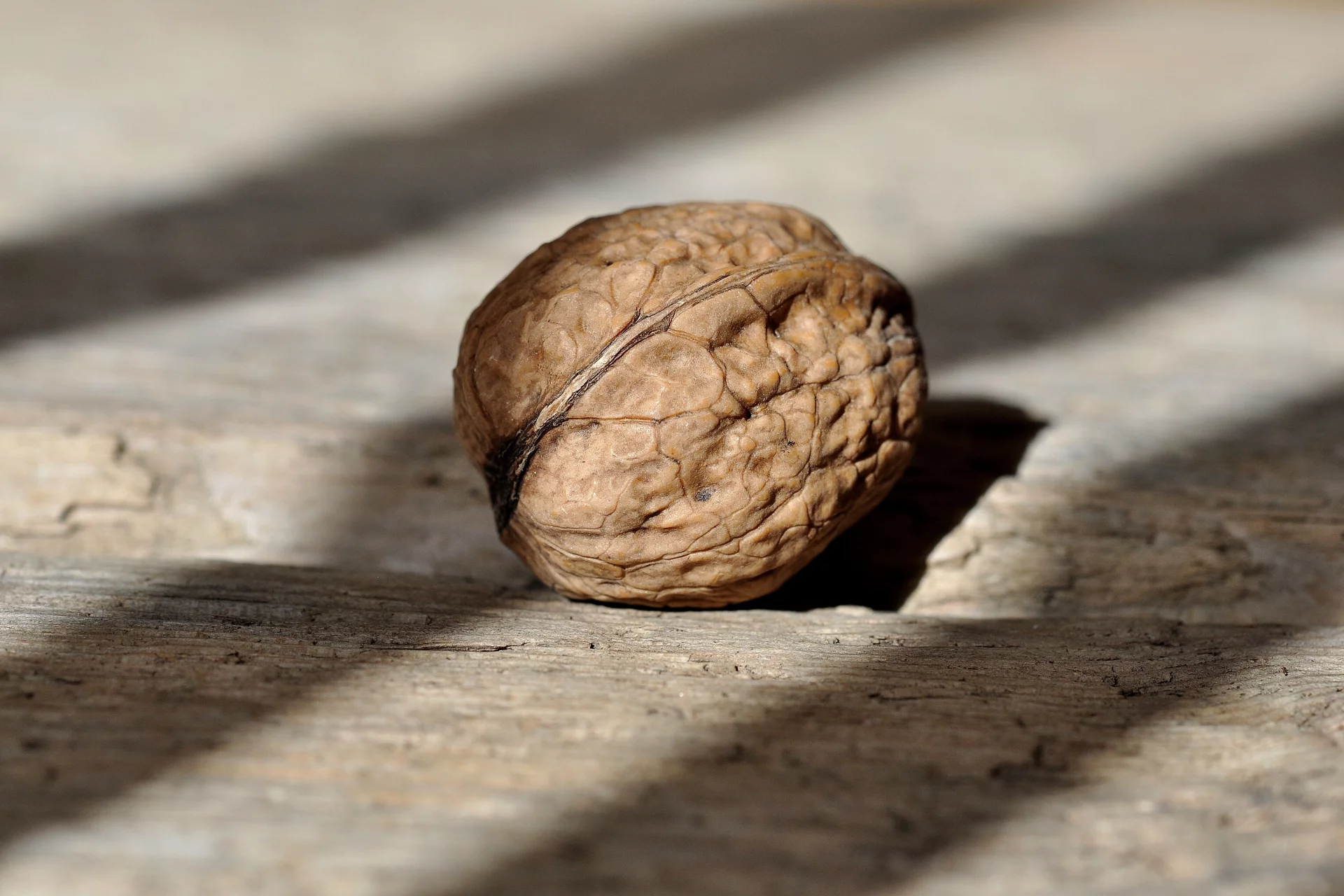 The Power of Black Walnut and Oregano for Internal Cleansing and Microflora Protection